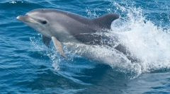 Dolphin afalina